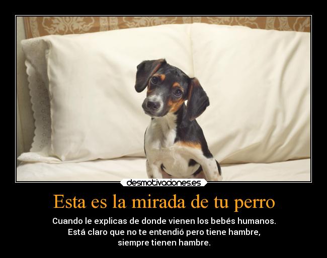 Esta es la mirada de tu perro - Cuando le explicas de donde vienen los bebés humanos.
Está claro que no te entendió pero tiene hambre,
siempre tienen hambre.