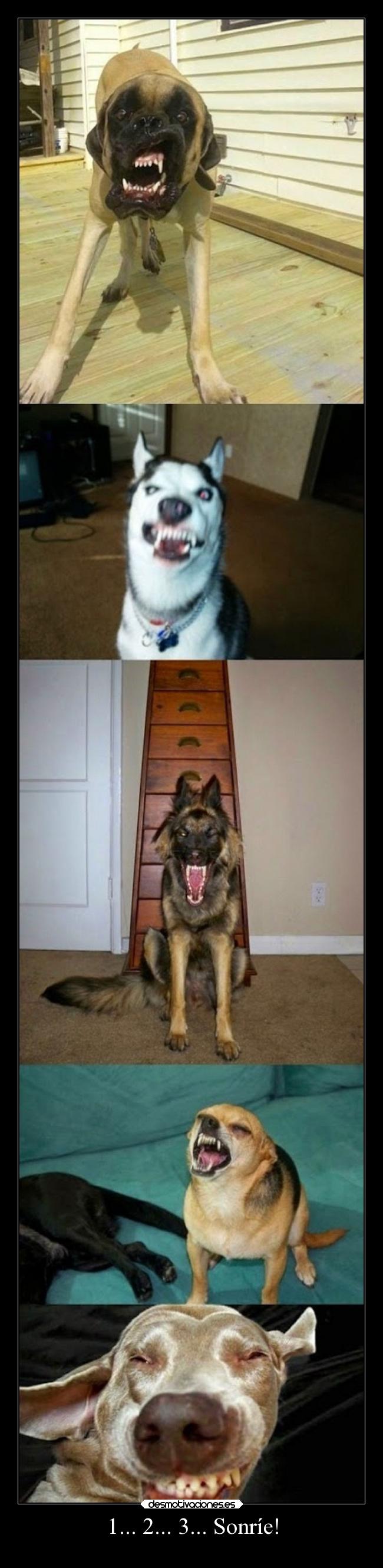 1... 2... 3... Sonríe! - 