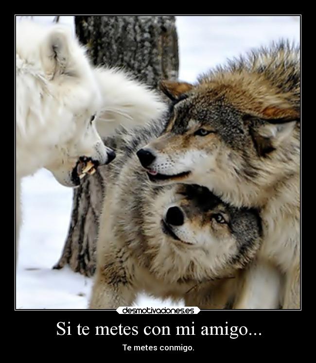 carteles sociedad sentimientos enfados esperanza amigos amistad lobo amigo clanloup delolvido manada wolves desmotivaciones
