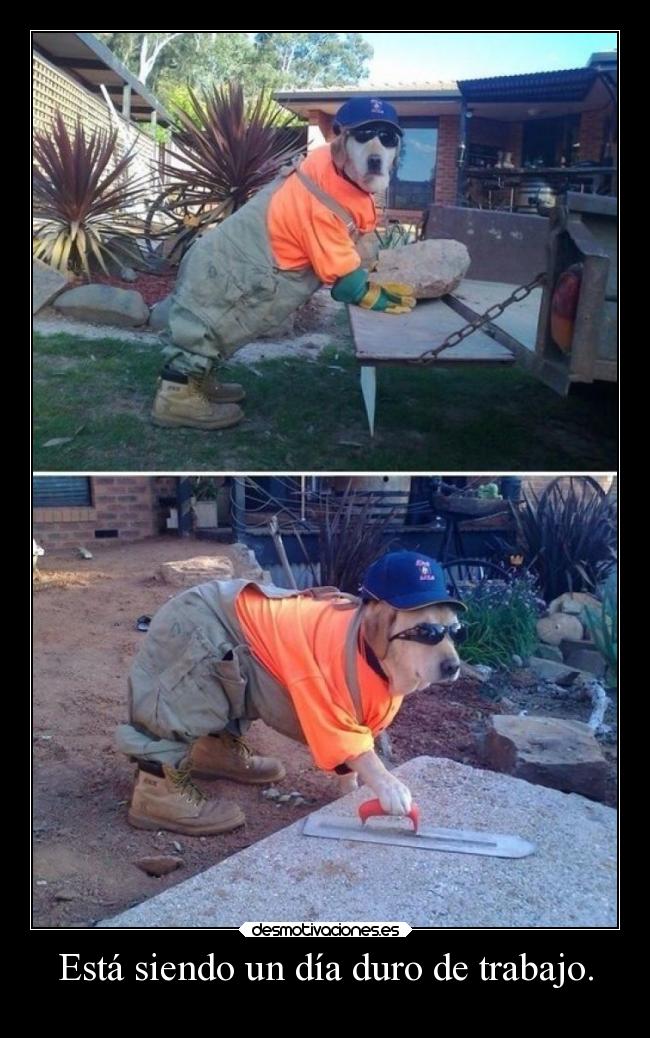 carteles trabajo humor losanimalestambiennecesitantrabajar perro desmotivaciones