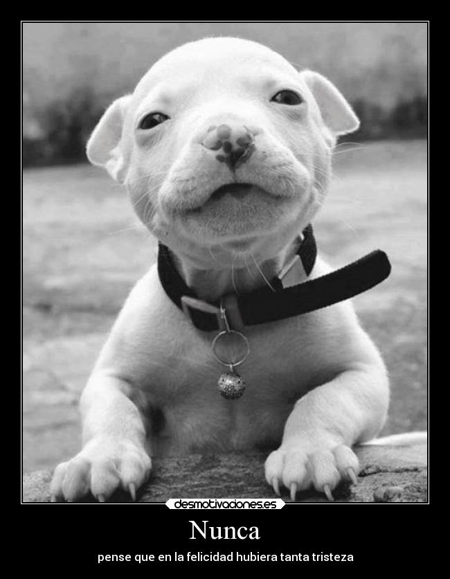 Nunca - pense que en la felicidad hubiera tanta tristeza