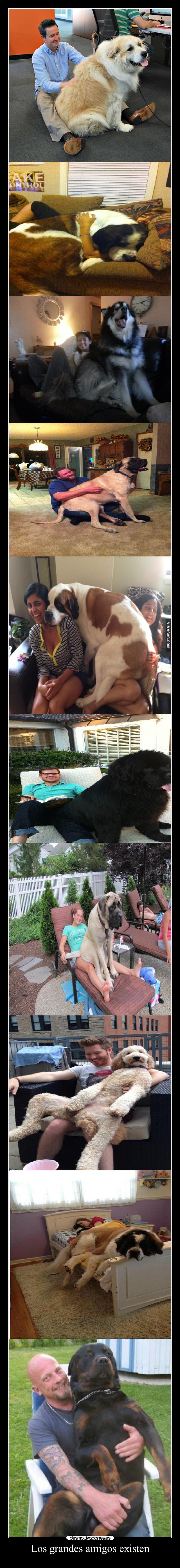 Los grandes amigos existen - 