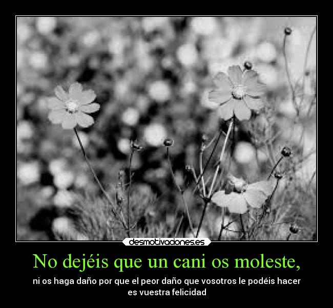 No dejéis que un cani os moleste, - ni os haga daño por que el peor daño que vosotros le podéis hacer
es vuestra felicidad