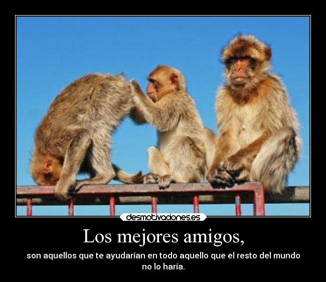 carteles amigos amigos humor monos risas desmotivaciones