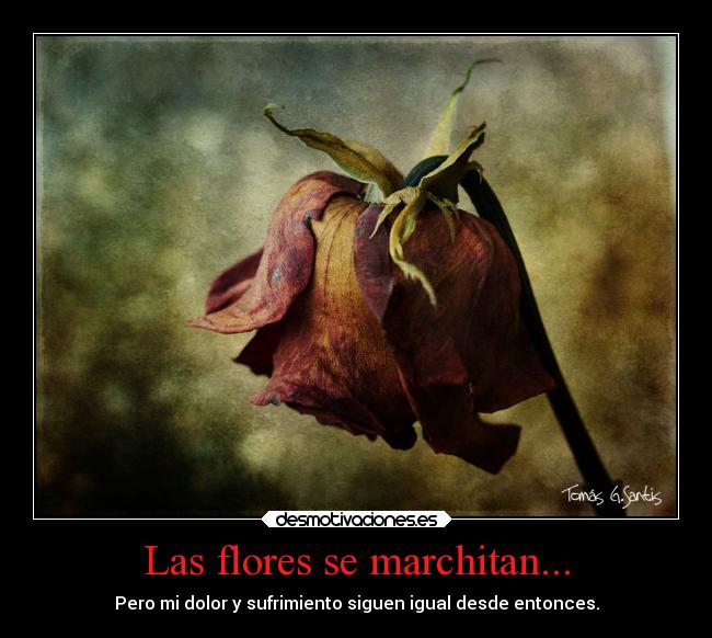 Las flores se marchitan... - 