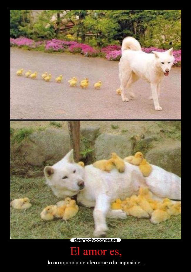 El amor es, - la arrogancia de aferrarse a lo imposible...