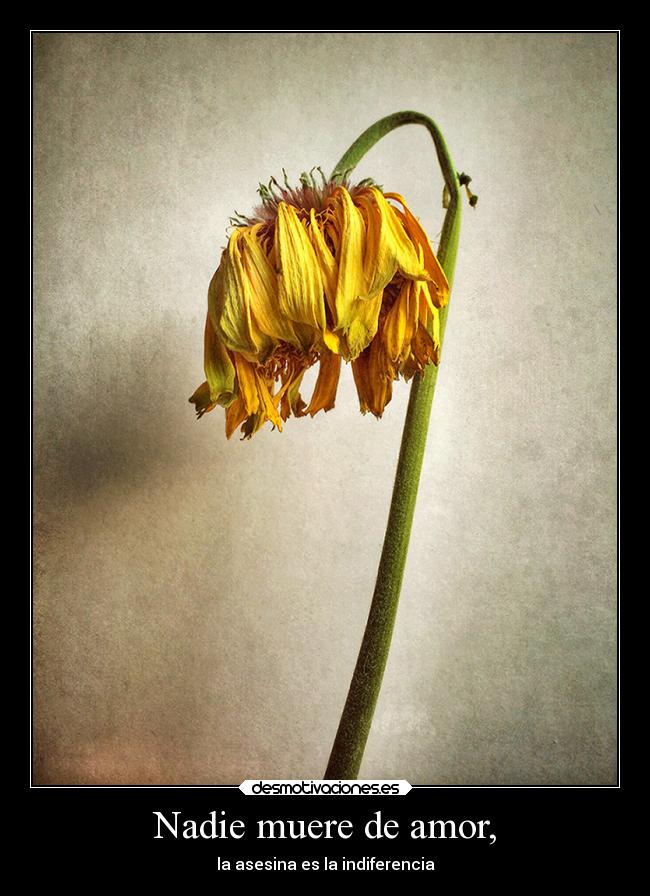 Nadie muere de amor, - la asesina es la indiferencia