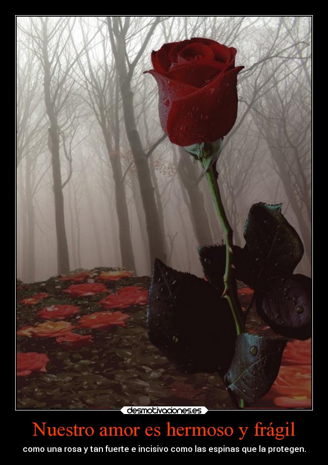 carteles amor amor maxwell desmotivaciones