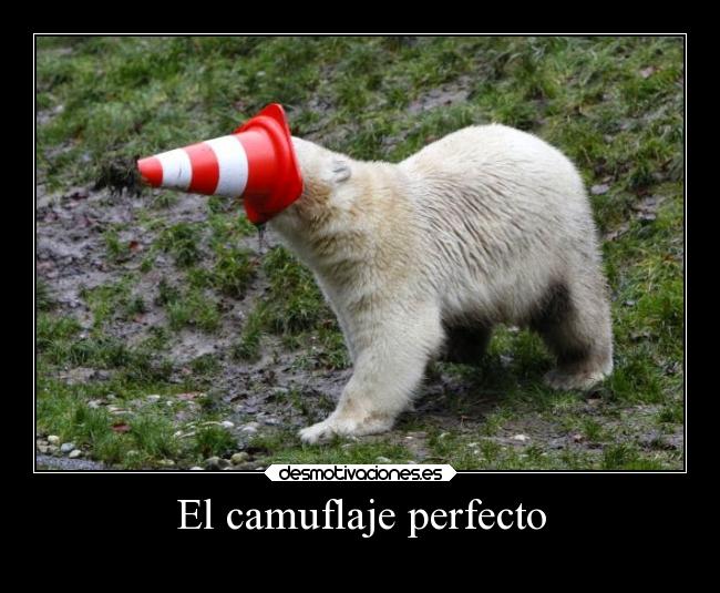 El camuflaje perfecto - 
