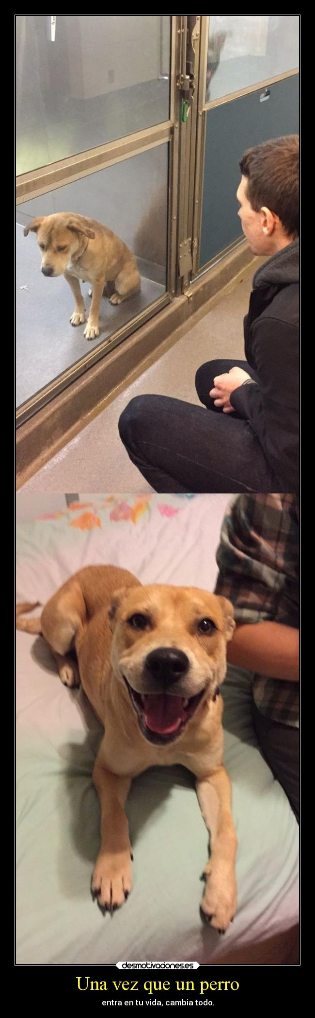 carteles animales desmotivaciones