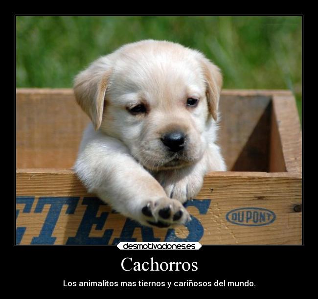 Cachorros -