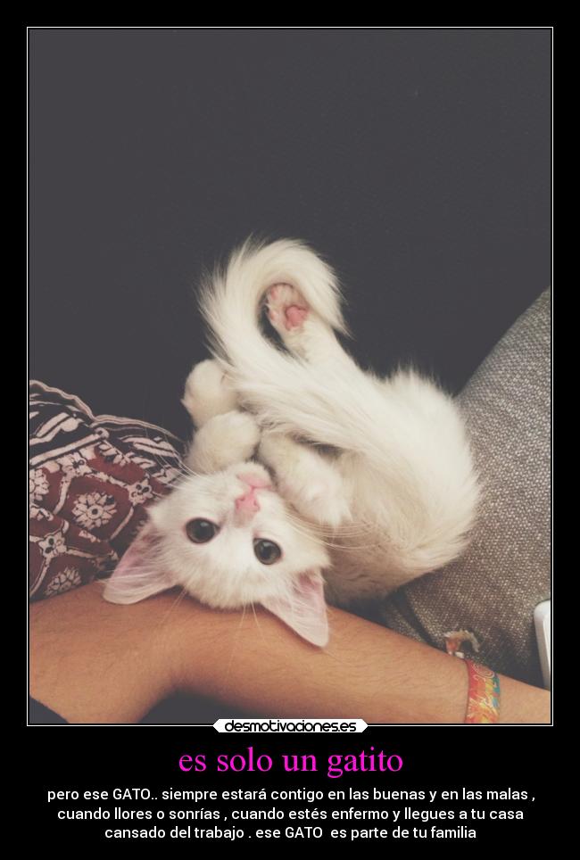 es solo un gatito - 