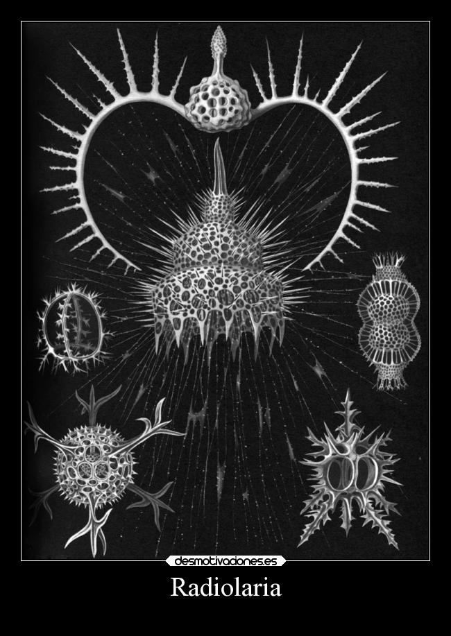 Radiolaria -