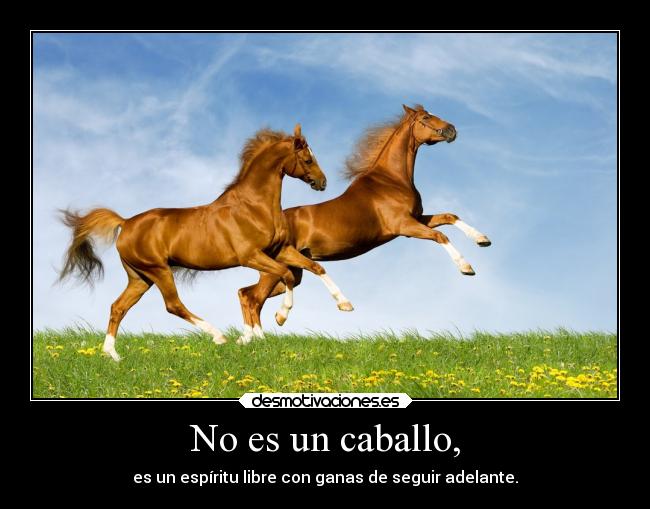 No es un caballo, -