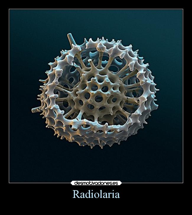 Radiolaria -