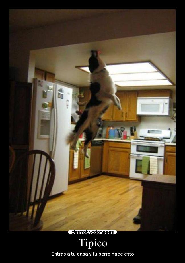 Tipico - Entras a tu casa y tu perro hace esto