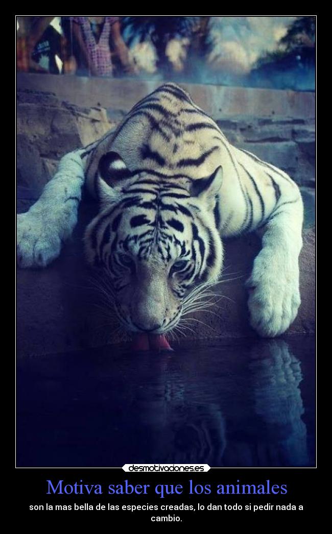 Motiva saber que los animales - son la mas bella de las especies creadas, lo dan todo si pedir nada a
cambio.