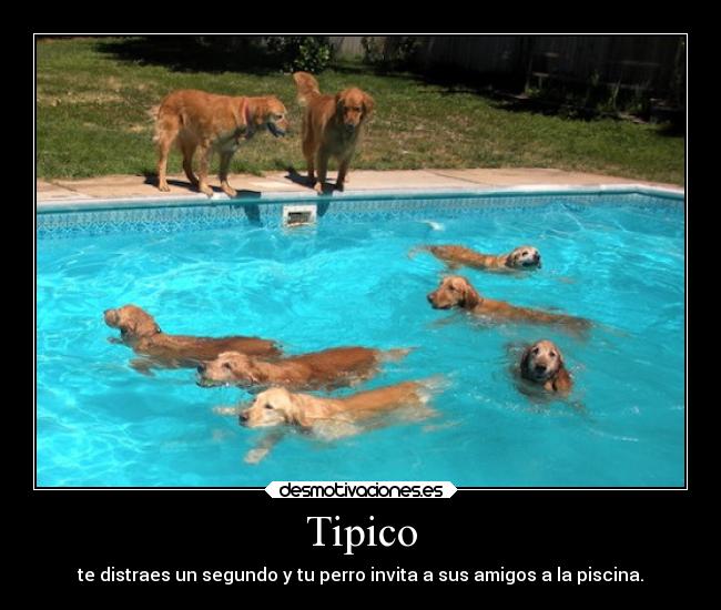 Tipico - te distraes un segundo y tu perro invita a sus amigos a la piscina.
