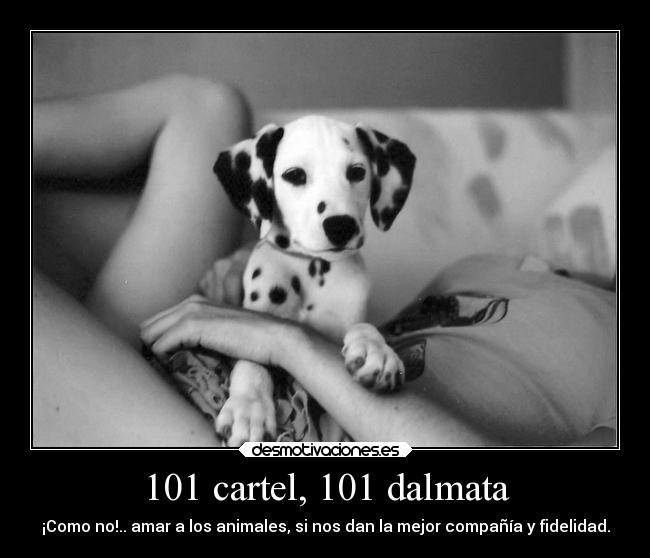 101 cartel, 101 dalmata -