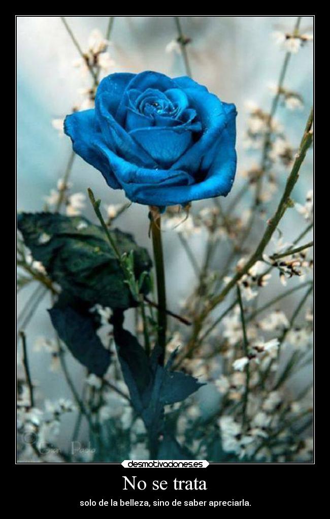 No se trata - solo de la belleza, sino de saber apreciarla.