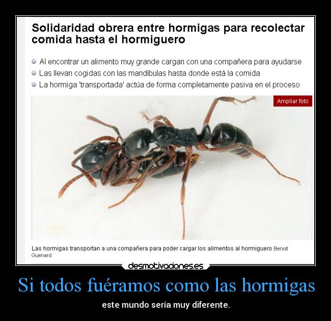 Si todos fuéramos como las hormigas - este mundo sería muy diferente.