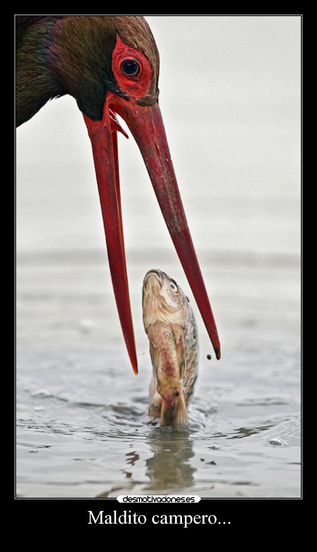 Maldito campero... -