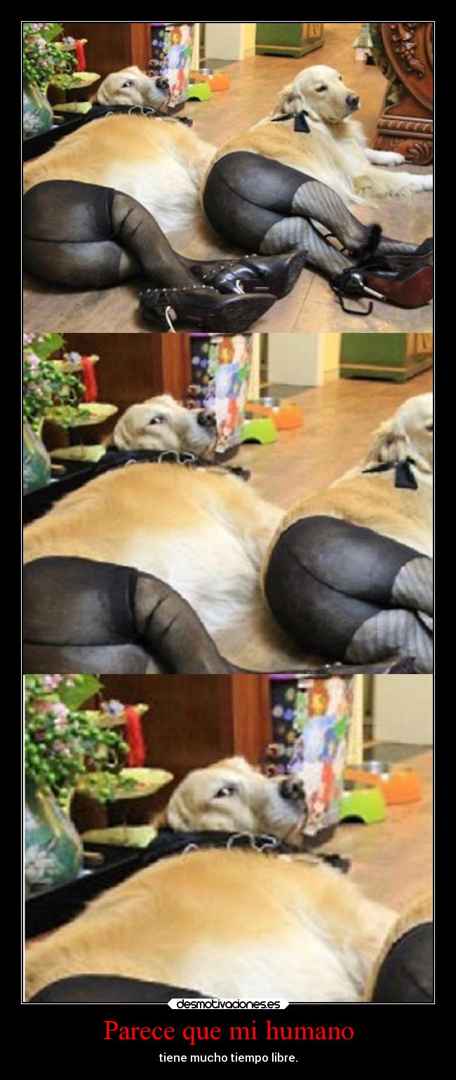 Parece que mi humano -