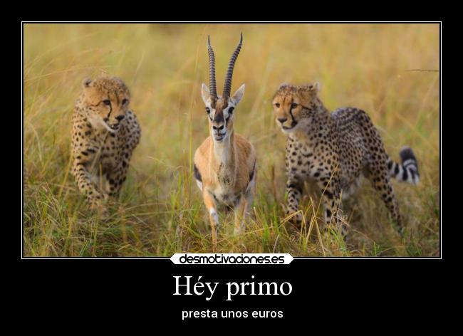 Héy primo - presta unos euros
