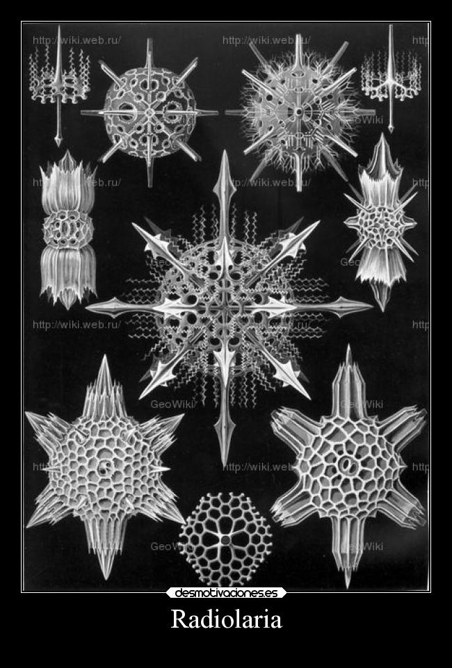 Radiolaria -