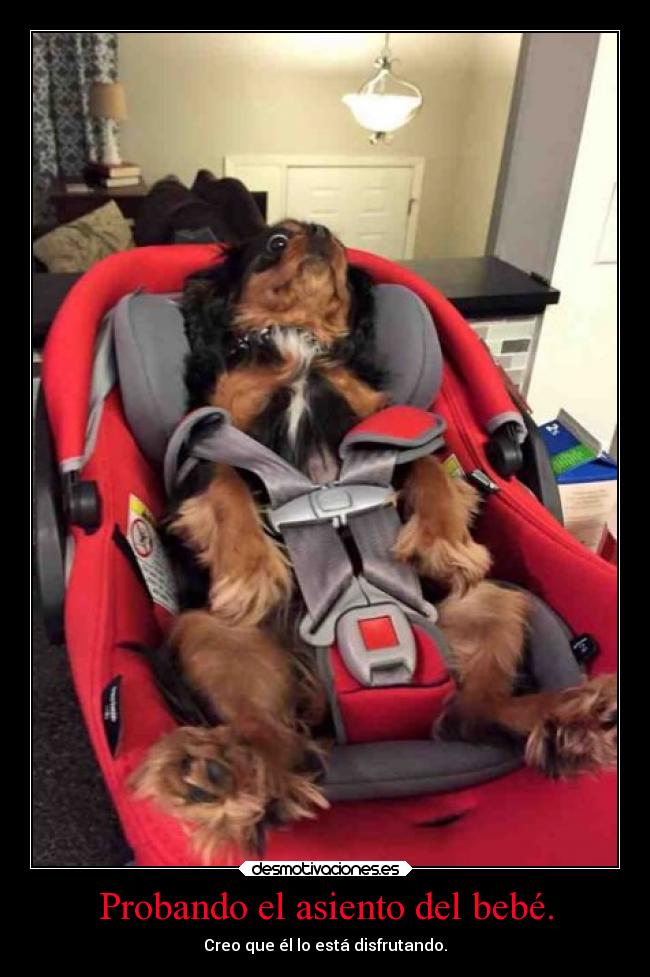 Probando el asiento del bebé. -