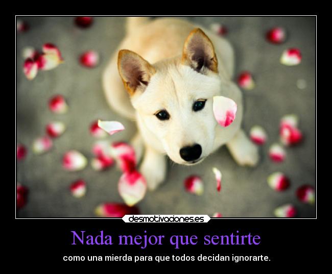 carteles confianza nadamejor perro petalos soyunamierda unamierdakawaii lakk delwassap esto kawaiidesune desmotivaciones