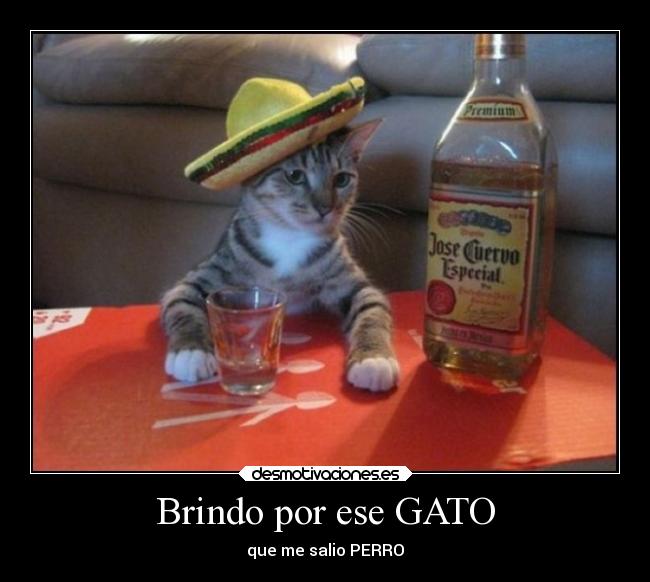 Brindo por ese GATO - que me salio PERRO