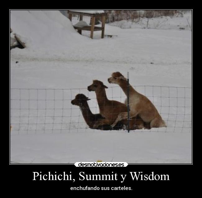 Pichichi, Summit y Wisdom - enchufando sus carteles.