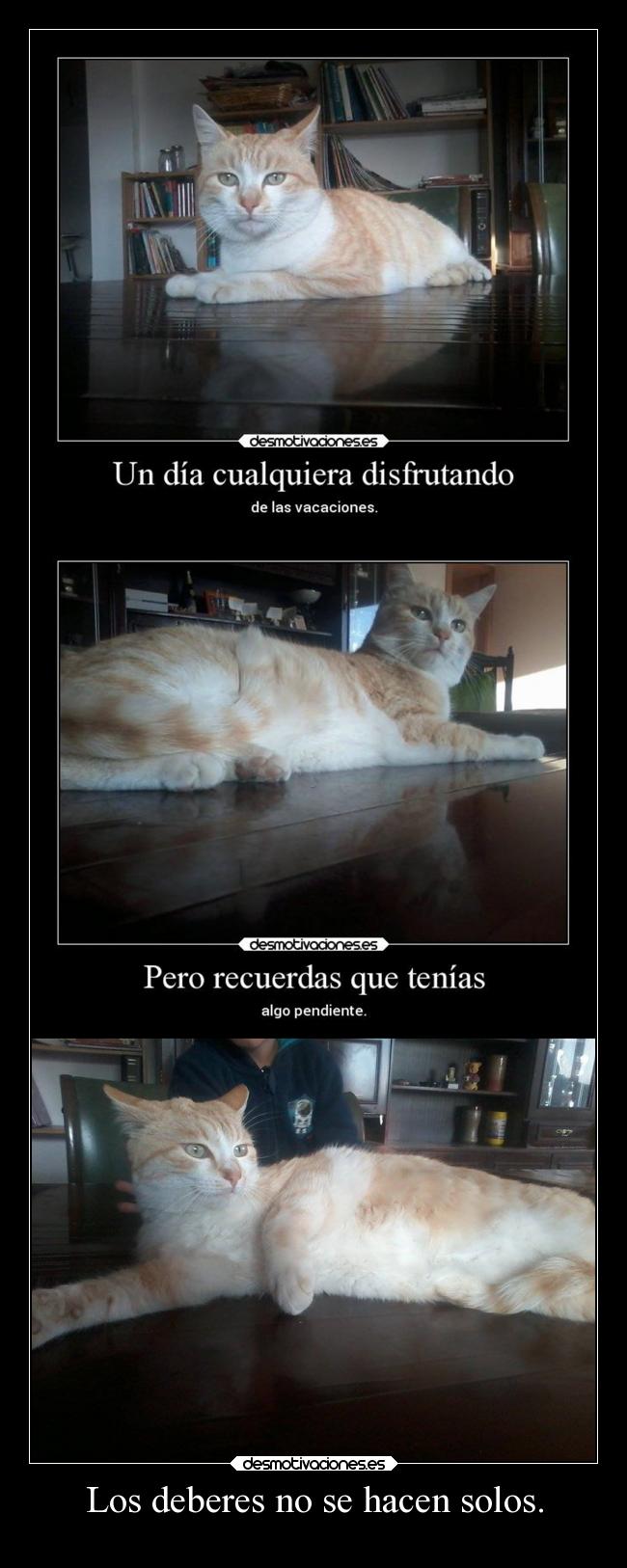 carteles desmotivaciones gato directionerloveforever desmotivaciones