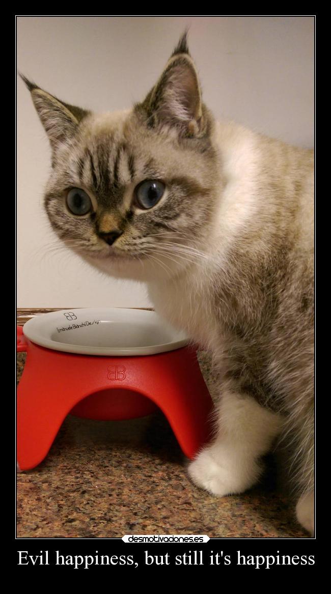 carteles felicidad gatos slipkdemon clandesplazado gato maldad desmotivaciones