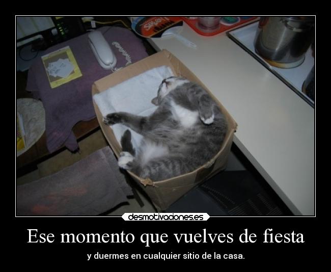 carteles fiesta graciosas gatos fiesta ojalaqueshueva kindle desmotivaciones