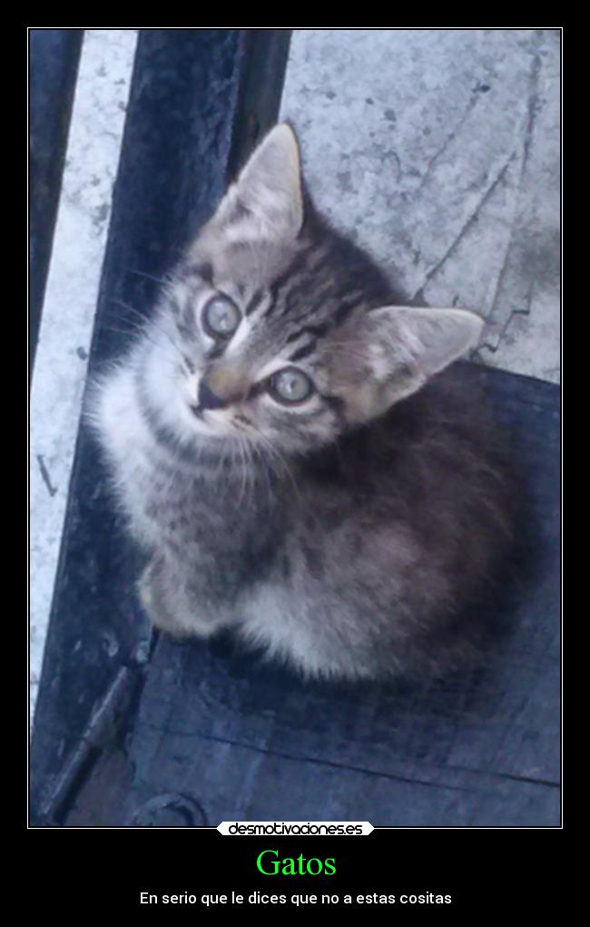 Gatos - 