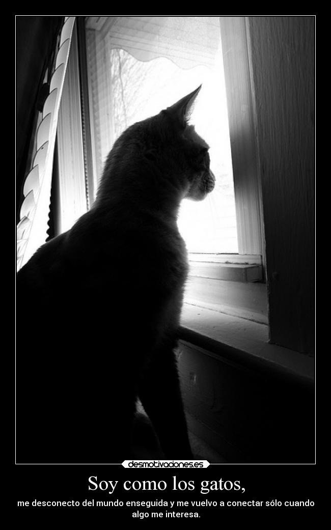 Soy como los gatos, -