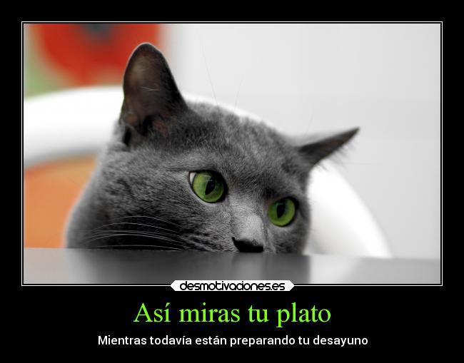 carteles gatos animales ojos verdes mirada hambre mdteach kuroshonen desmotivaciones