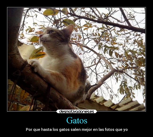 Gatos -