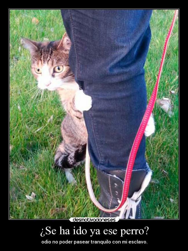 carteles gatos enemigo chiste animales perrosshadow89 desmotivaciones