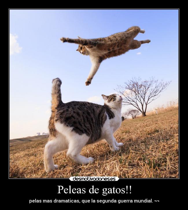 Peleas de gatos!! - pelas mas dramaticas, que la segunda guerra mundial. ¬¬