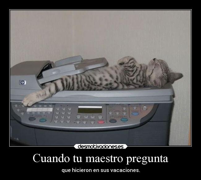 carteles gatos humor dormir desmotivaciones vacaciones domir mas impresora desmotivaciones