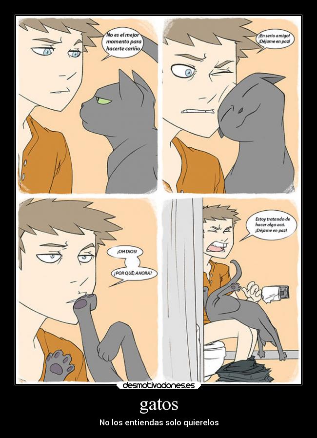 gatos -