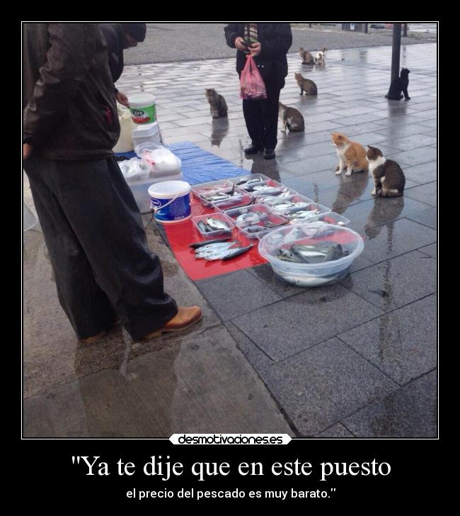 carteles graciosas gatos ojalaqueshueva kindle desmotivaciones