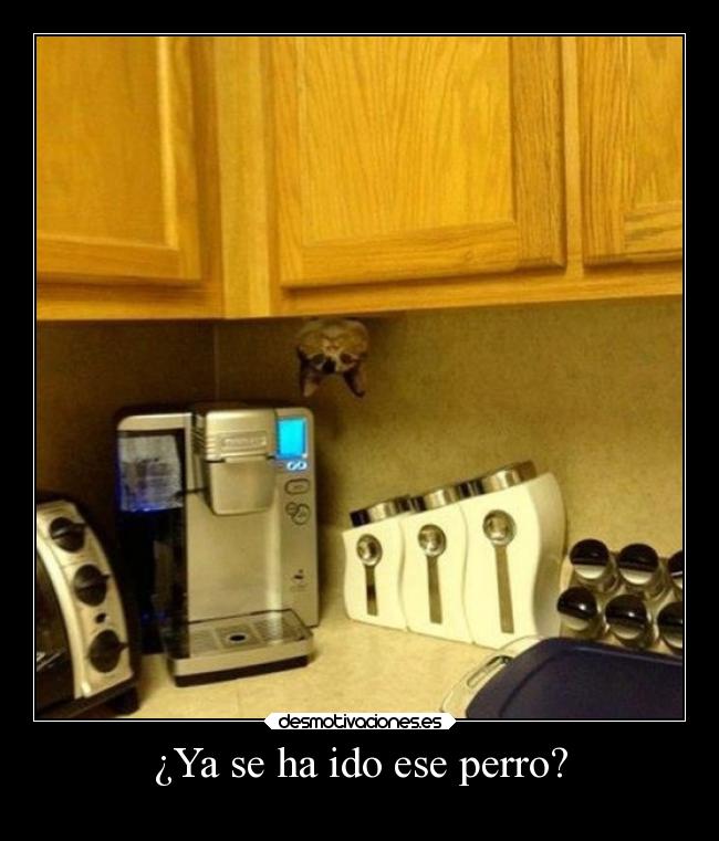 ¿Ya se ha ido ese perro? - 