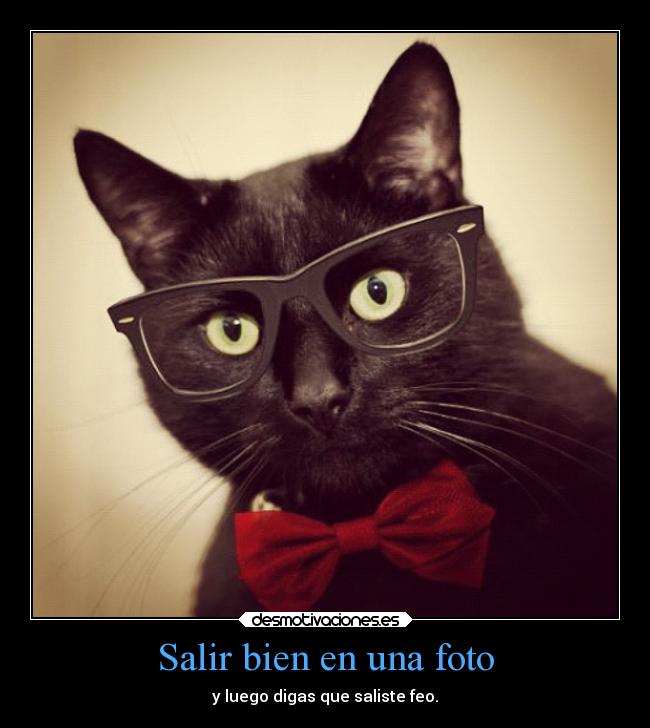 carteles graciosas humor gatos desmotivaciones