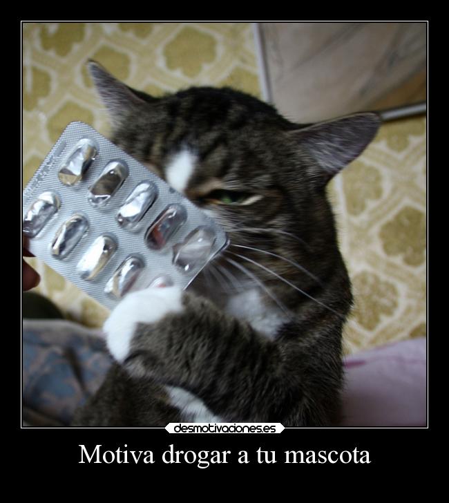 Motiva drogar a tu mascota -