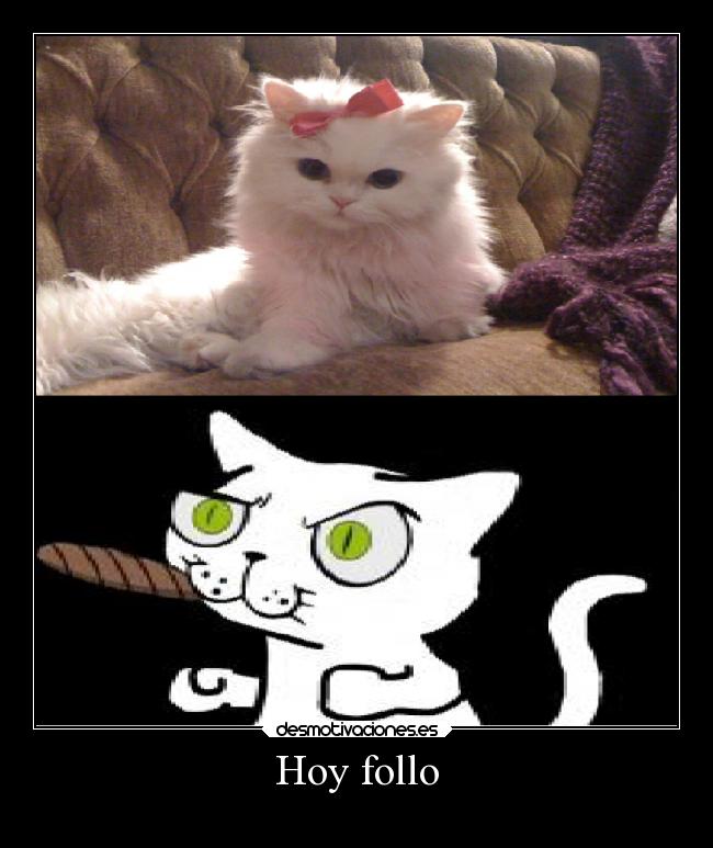 Hoy follo -