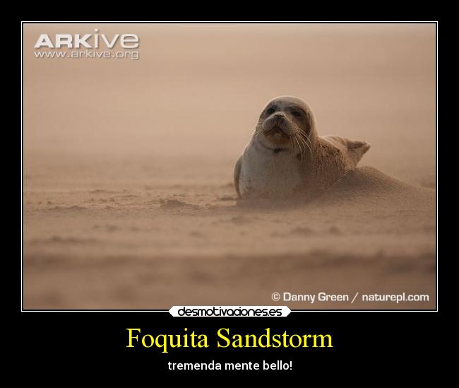 Foquita Sandstorm - tremenda mente bello!
